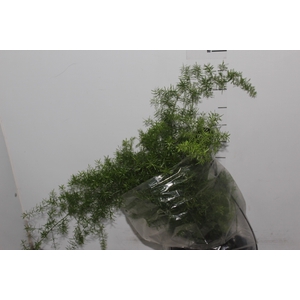 ASPARGO ALFINETE C25