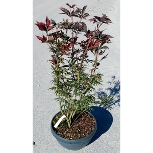 Acer palmatum