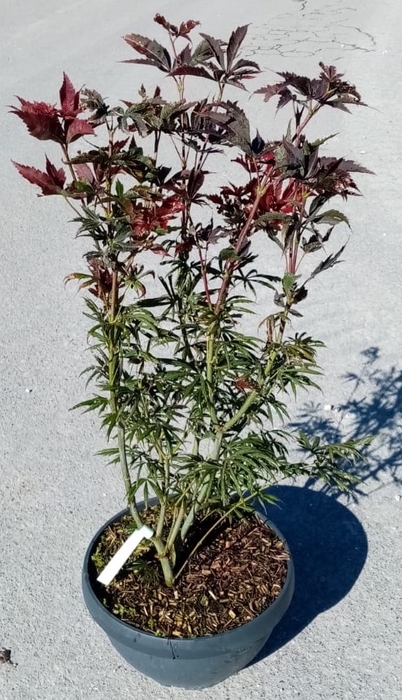 <h4>Acer palmatum</h4>
