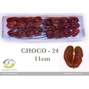 Anthurium Choco