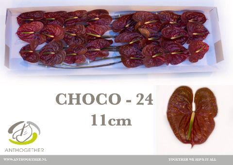 <h4>Anthurium Choco</h4>