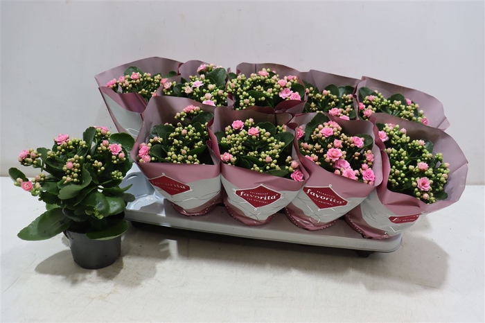 <h4>Kalanchoe Double Deluxe Pink</h4>