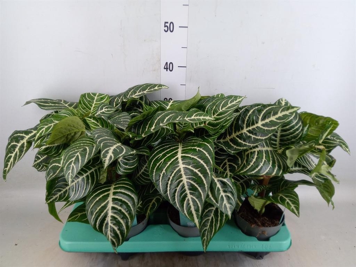 <h4>Aphelandra squar.</h4>