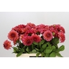 Dahlia Salmon Runner