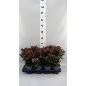 SKIMMIA JAP. 'RUBELLA' 10+