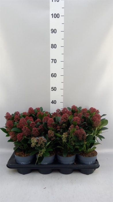 <h4>SKIMMIA JAP. 'RUBELLA' 10+</h4>