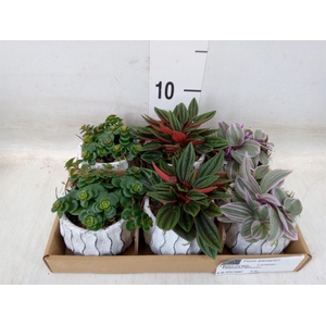 Arr.   Kamerplant Groen L%