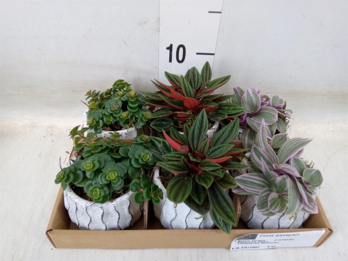 <h4>Arr.   Kamerplant Groen L%</h4>