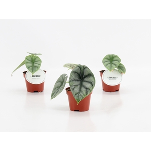 Alocasia