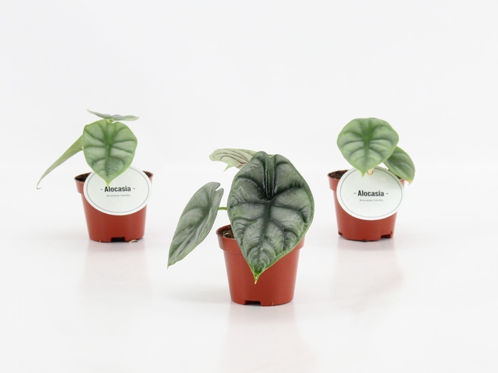 <h4>Alocasia</h4>