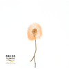 Dried Bleached Dandelion Regular Orange