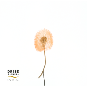 Dried Bleached Dandelion Regular Orange