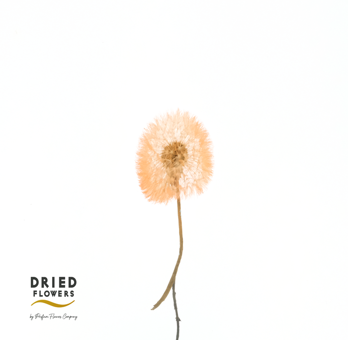 <h4>Dried Bleached Dandelion Regular Orange</h4>
