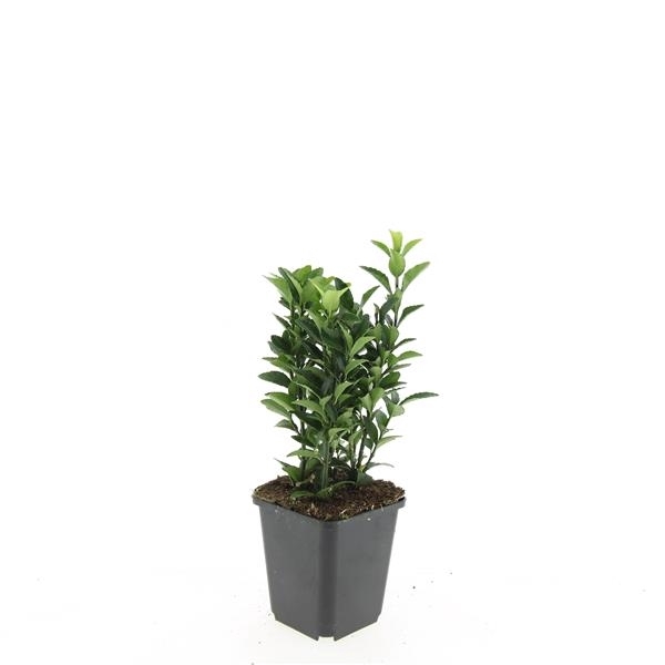 <h4>Euonymus jap. 'Green Spire'</h4>