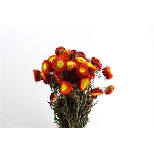 Dried Helichrysum Red Bunch