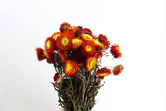 <h4>Dried Helichrysum Dark Orange Bunch</h4>