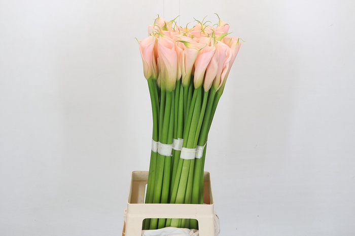 Zantedeschia Eydolls Salmon