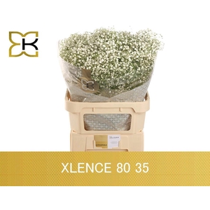 Gypsophila pan Xlence