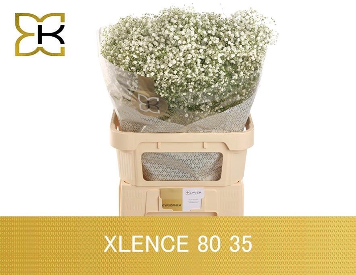 <h4>GYPS PA XLENCE</h4>