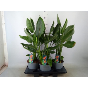 Strelitzia reg.   ...no flowers