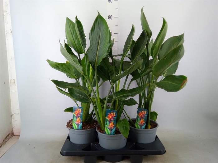 <h4>Strelitzia reg.   ...no flowers</h4>