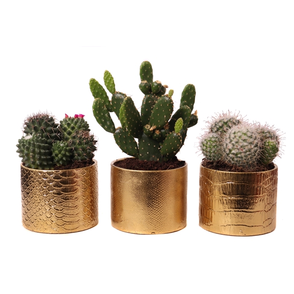 <h4>Cactus mix 10,5 cm in egoli pot</h4>