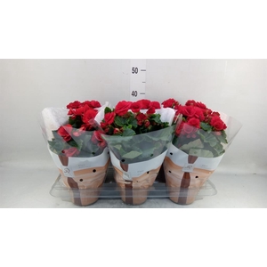 Begonia elat. DU 'Halo'