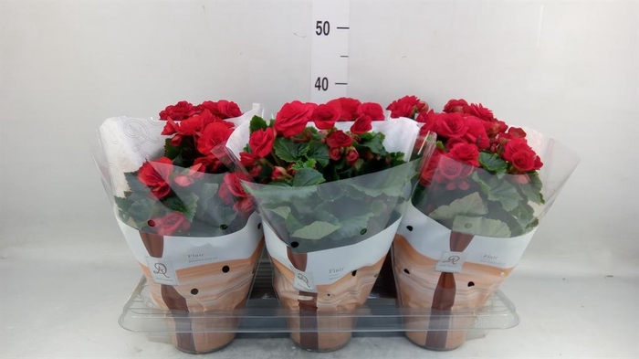 <h4>Begonia elat. DU 'Halo'</h4>