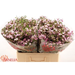 Chamelaucium Alouana
