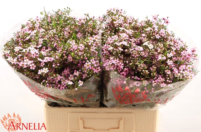 <h4>Chamelaucium Alouana</h4>