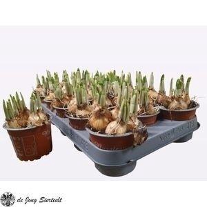 <h4>!! PROMO !! NARCISSUS TETE A TETE P9</h4>