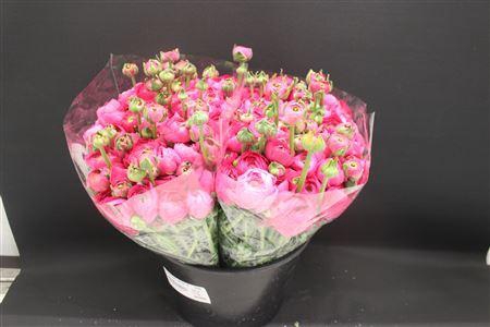 <h4>Ranonkel Zwaar D- Rose</h4>