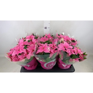 Euphorbia pulc. 'Princ Hot Pink'