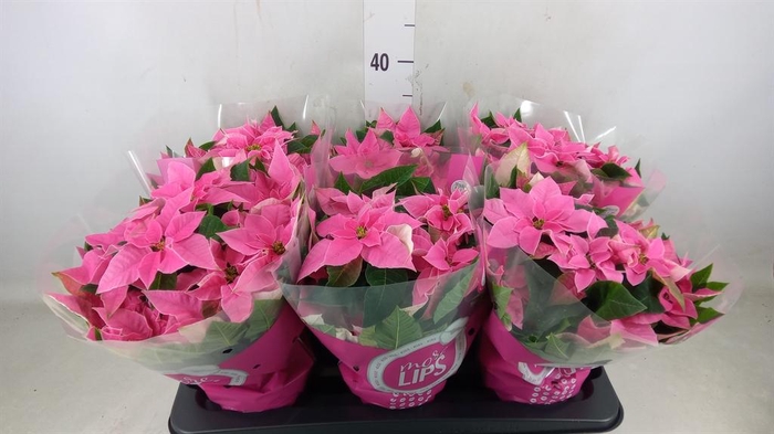 <h4>Euphorbia pulc. 'Princ Hot Pink'</h4>