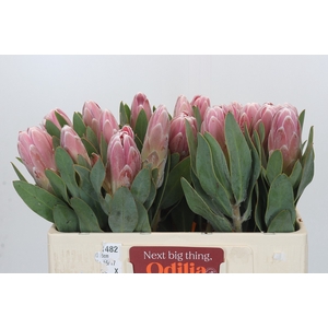 Protea Penny Pink