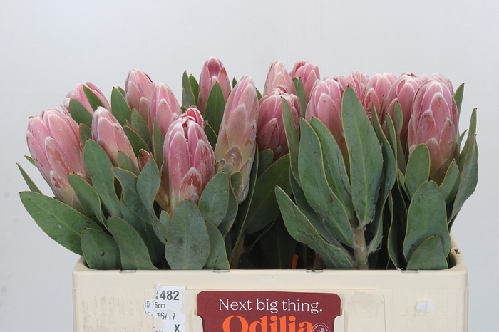 Protea Penny Pink