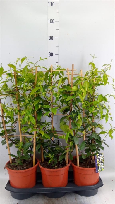 <h4>Trachelospermum jasm.</h4>