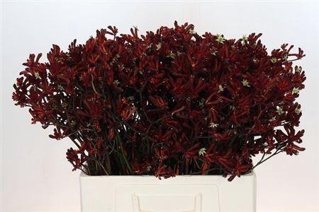 <h4>Anigoz Bush Ruby</h4>