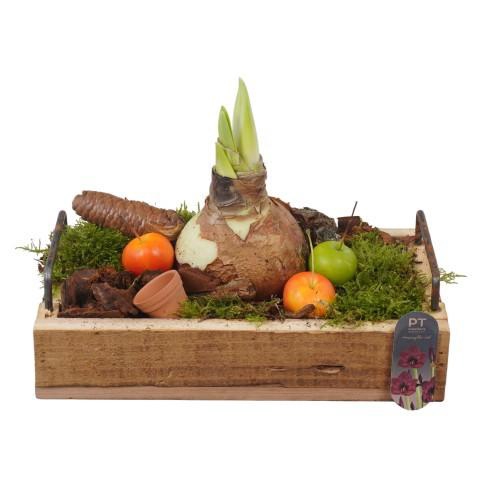 <h4>PTAA8847 Arrangement Amaryllis in houten plateau</h4>