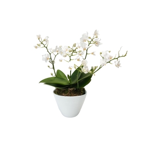 Arr.   Kamerplant Groen L%