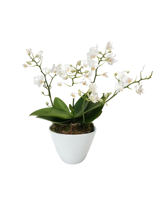 <h4>Arr.   Kamerplant Groen L%</h4>
