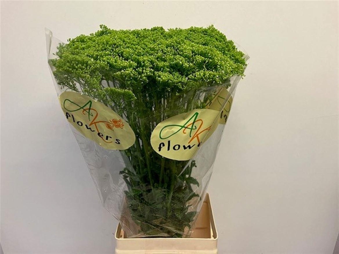 <h4>TRACH LAKE POWELL</h4>