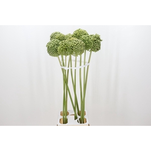 Allium Green Craze