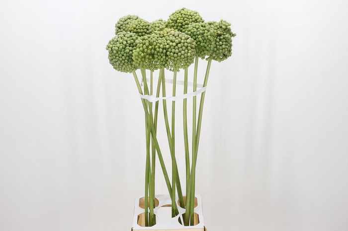 <h4>Allium Green Craze</h4>