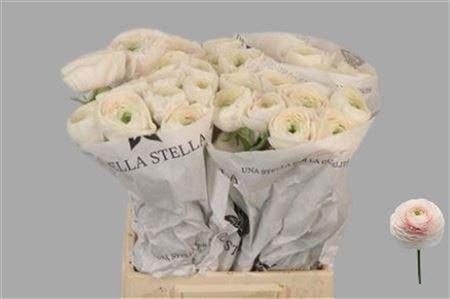 <h4>Ran Su Hanoi</h4>