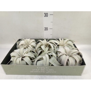 Tillandsia xerographica