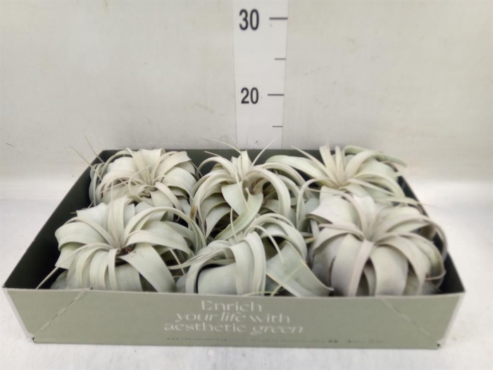 <h4>Tillandsia xerographica</h4>