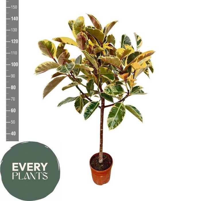 <h4>FIC EL TINEKE</h4>