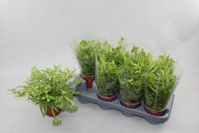 <h4>PTERIS ALBOLINEATA</h4>
