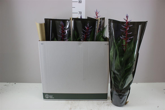 <h4>Aechmea Blue Rain</h4>